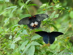 ナガサキアゲハ25-①