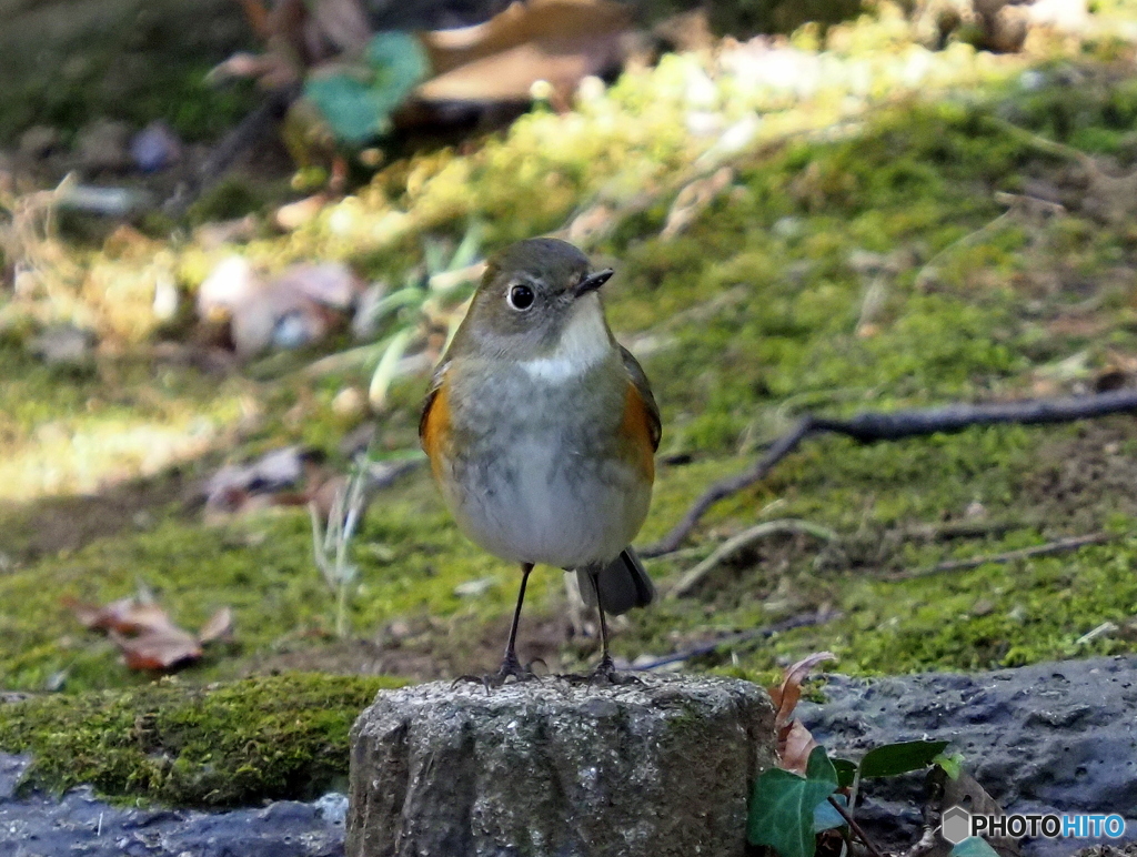 ルリビタキ100