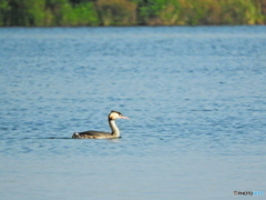 カンムリカイツブリ08