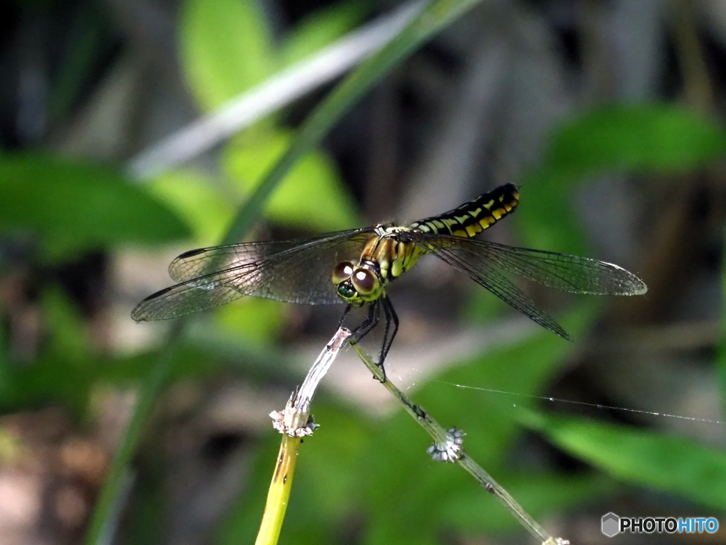 ハラビロトンボ22-①