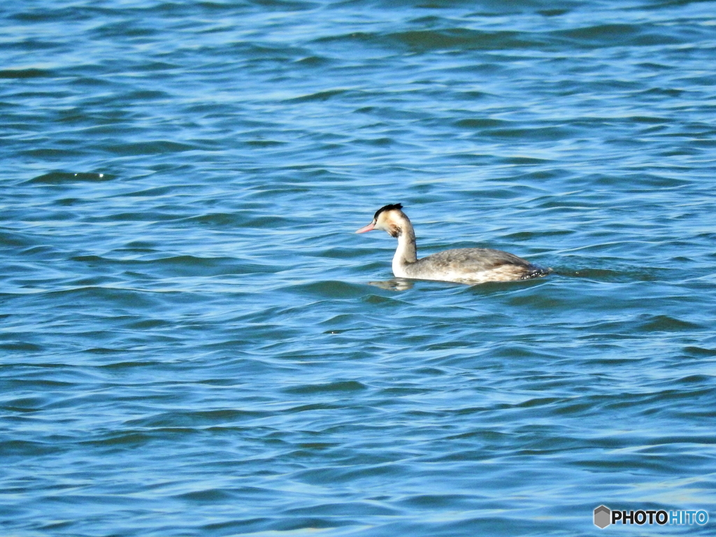 カンムリカイツブリ11