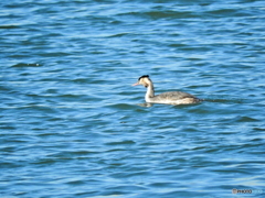 カンムリカイツブリ11