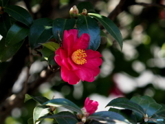 山茶花21-⑤