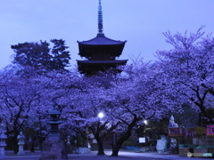 夕闇の桜