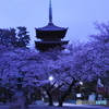 夕闇の桜
