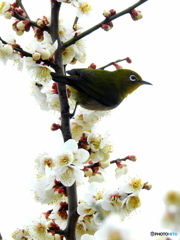 春メジロ115