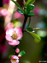 木瓜20-③