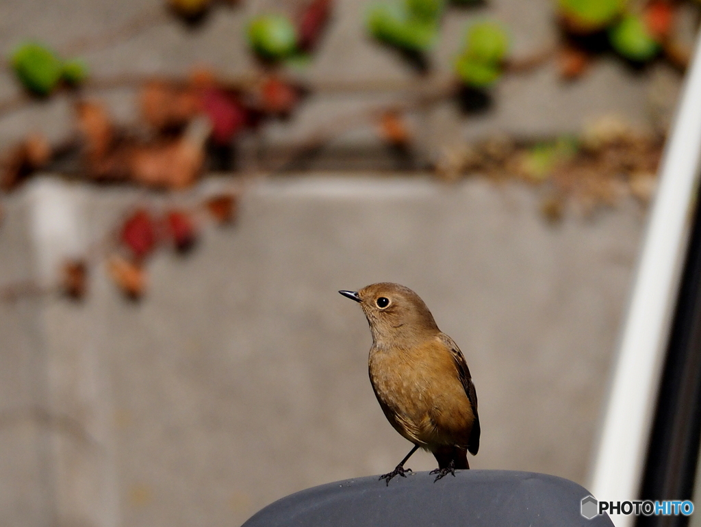 ジョウビタキ26