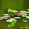 睡蓮08
