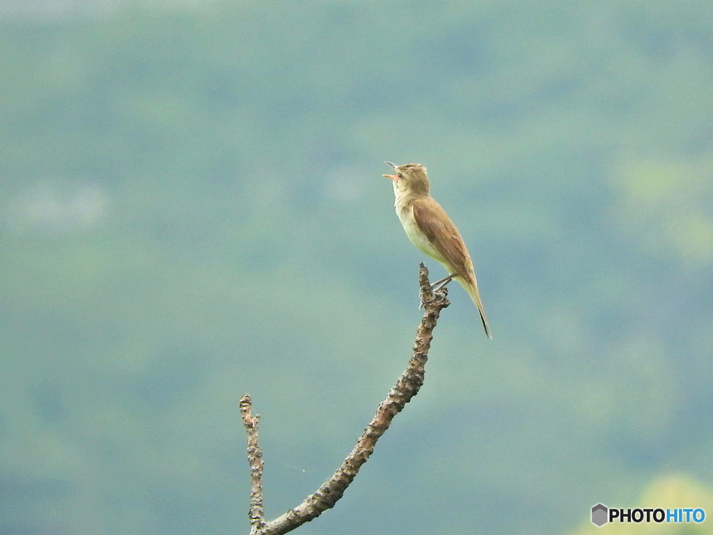 オオヨシキリ18