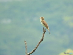 オオヨシキリ18