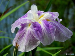 花菖蒲11