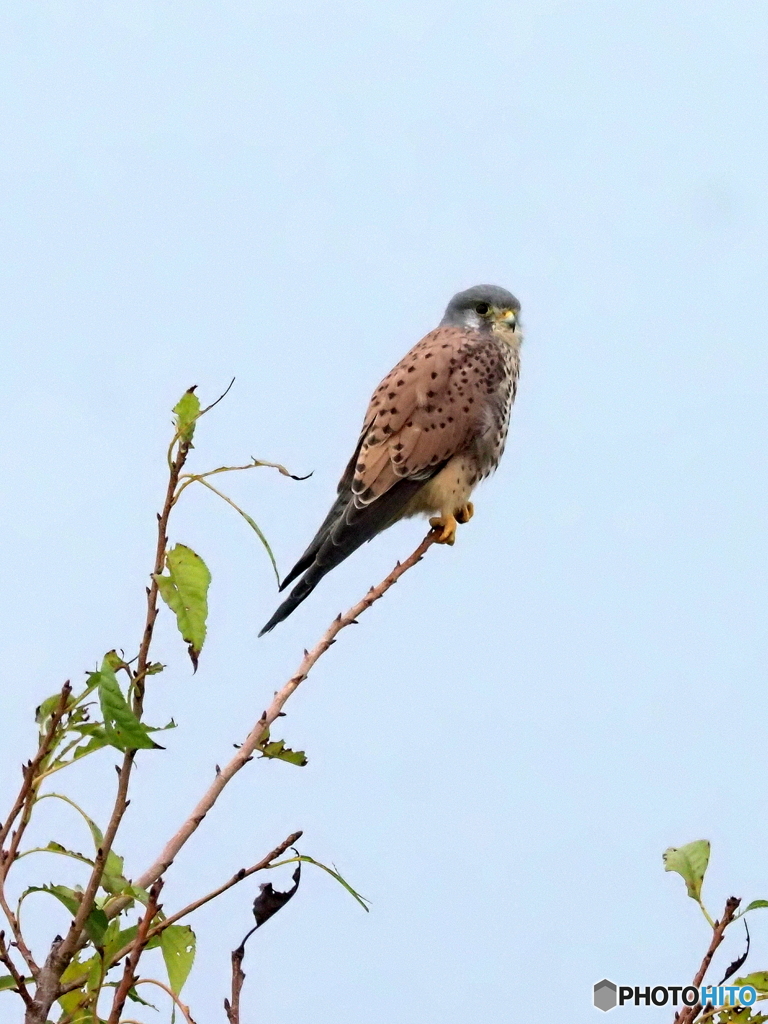 チョウゲンボウ116