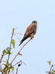 チョウゲンボウ116