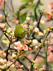 春メジロ169