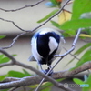 シジュウカラ30