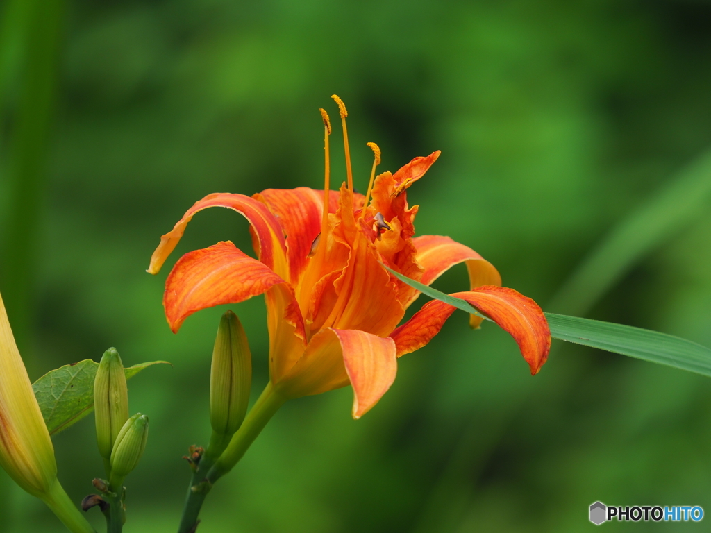 ヤブカンゾウ21-①