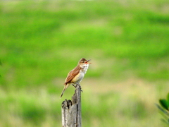 オオヨシキリ20