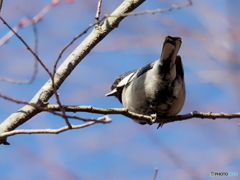 シジュウカラ409