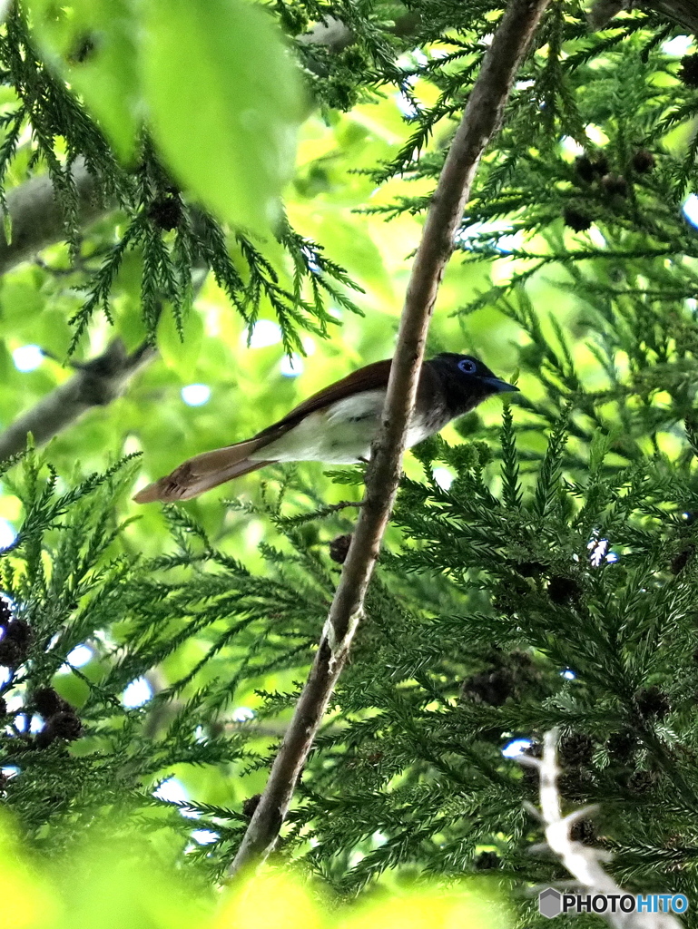 サンコウチョウ20