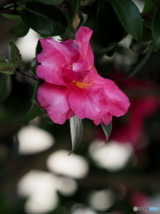山茶花21-⑤