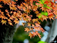 紅葉21-⑨
