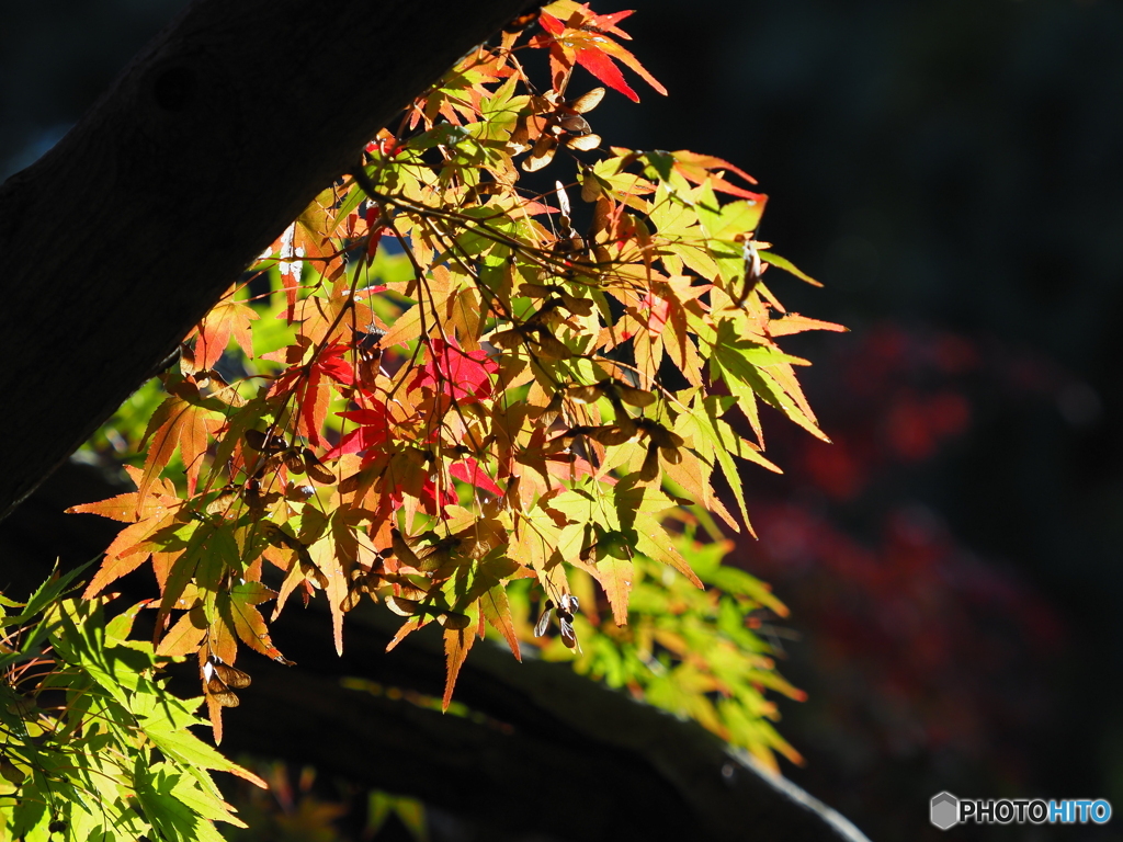 紅葉21-⑤