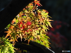 紅葉21-⑤