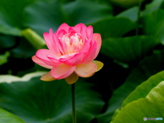 大賀蓮20-②