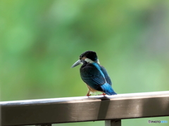 カワセミ532