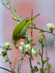 春メジロ166