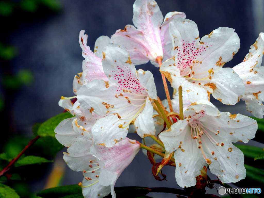 シャクナゲ20-①