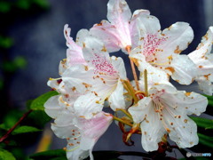 シャクナゲ20-①