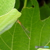 イトトンボ18-④
