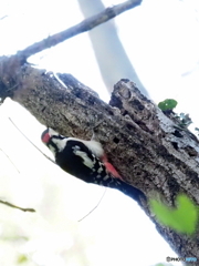 アカゲラ18