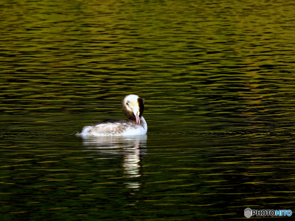 カンムリカイツブリ45