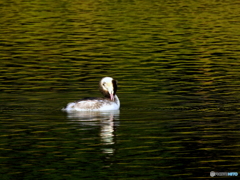 カンムリカイツブリ45