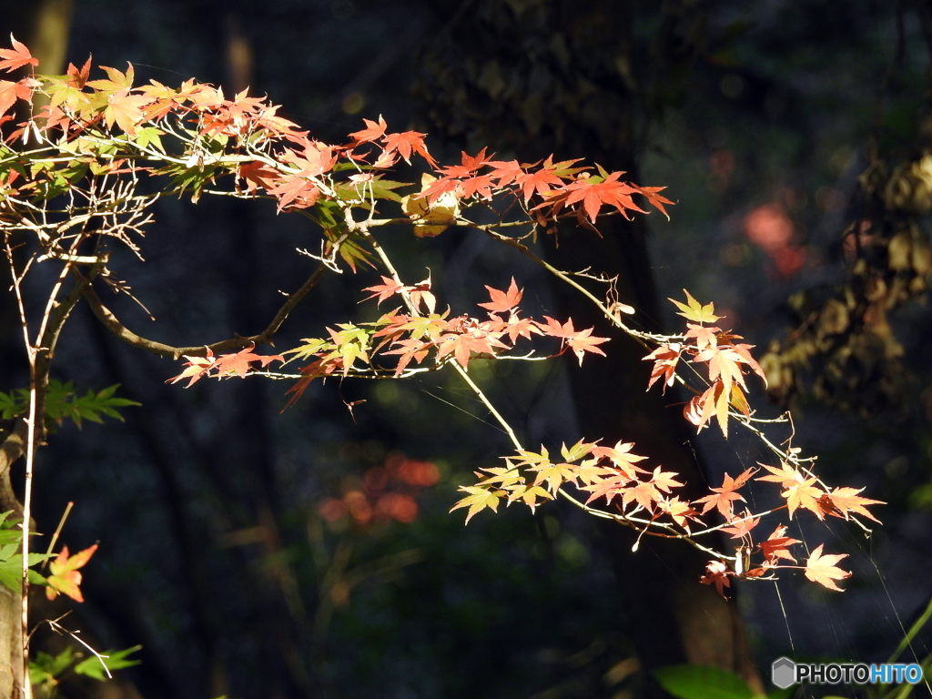紅葉17-④