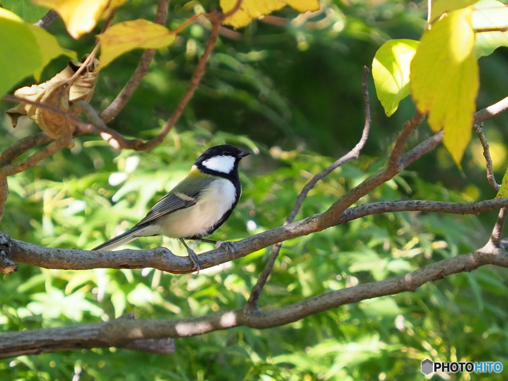 シジュウカラ264