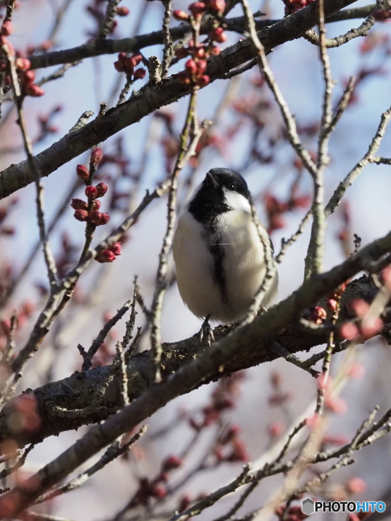 シジュウカラ410