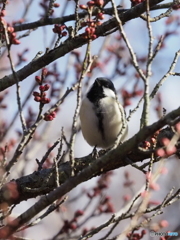 シジュウカラ410