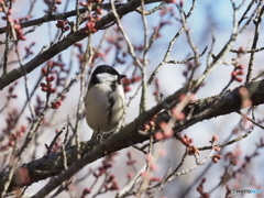 シジュウカラ411