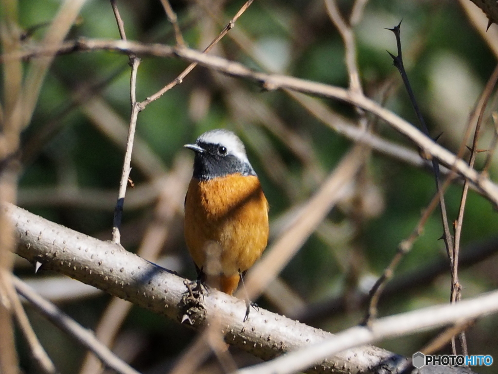 ジョウビタキ49