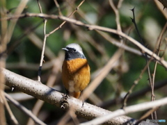 ジョウビタキ49