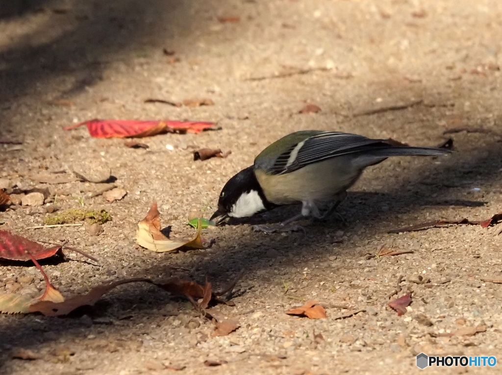 シジュウカラ400