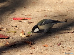 シジュウカラ400