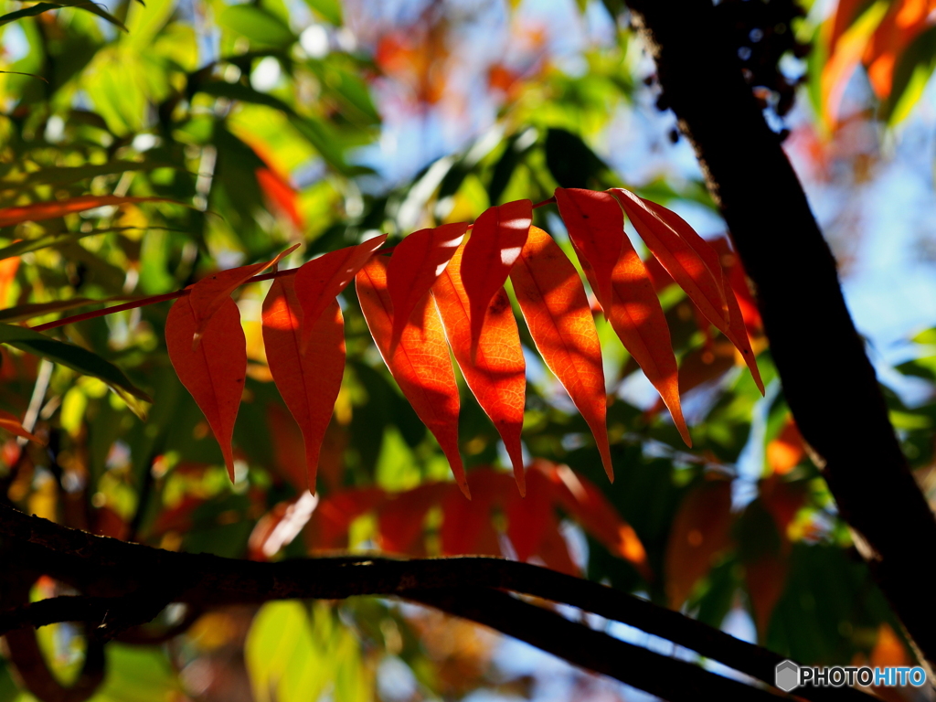 紅葉21-④