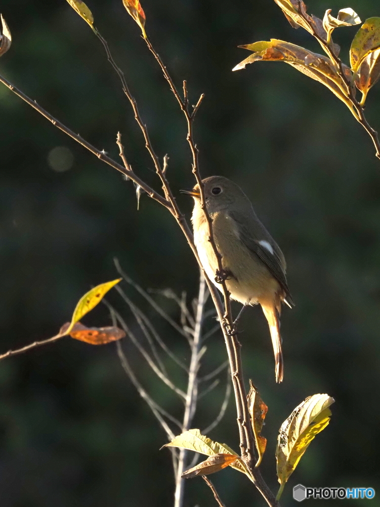 ジョウビタキ357