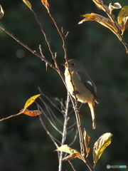 ジョウビタキ357