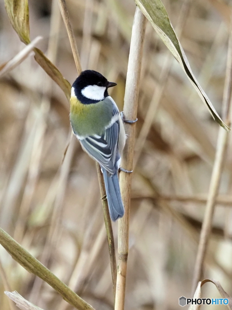 シジュウカラ406
